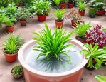 2025年水植物盆栽 水养