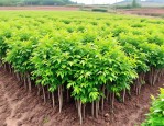 2025年矮化香椿树苗价格