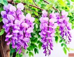 地栽紫藤花的养殖方法