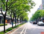 2025年成都行道树有哪些