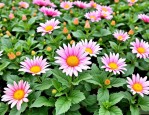 2025年翠菊种子种植步骤