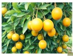 黄皮果种植技术与管理