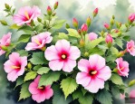 2025年芙蓉是几月份开花