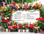 2025年花卉租摆报价表格