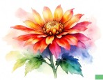 丑菊的花是什么样子的