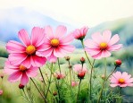 格桑花是哪个少数民族的