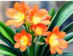 君子兰七月开花有何兆头