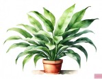 家里植物名称