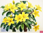 种了十年黄花梨多少钱