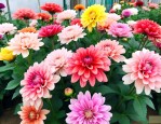昌吉花卉市场鲜花批发