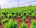 2025年苗木价格苗木报价