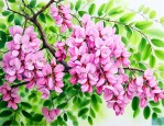 槐树花有什么营养价值