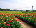 洪阳花卉苗木批发市场