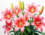 百合种球种下多久开花