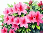 杜鹃花怎么养才能养好