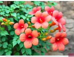 院子里种凌霄花吉利吗