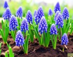 葡萄风信子6月发芽了