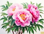 牡丹花夏季可以移栽吗