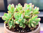 钱串串多肉植物怎么养