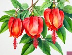 灯笼花怎样养才能开花