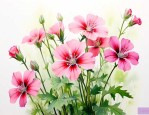 繁缕花花语及代表意义