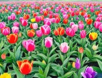 2025年江苏花卉种子公司