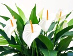 白鹤芋怎么养才能更旺盛