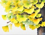 银杏树的叶子长什么样