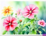 夏天适合种什么花最好