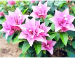 懒花三角梅有哪些品种