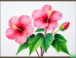 芙蓉花叶是怎么扦插的