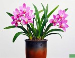 初养兰花养什么品种好
