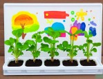 幼儿园水培植物有哪些