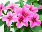 三七花加什么泡水喝最好