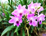新鲜霍山石斛花怎么吃