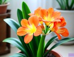 君子兰开花时用上肥吗