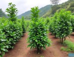 2025年四川绿化植物价格