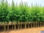 2一6公分竹柳树价格