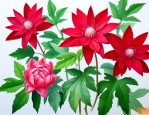 洛神花泡水喝有什么好
