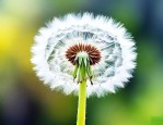 蒲公英的种子就像什么