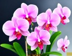 香水兰花怎么养殖方法