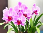 那些兰花的品种比较名贵