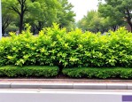 2025年常见路边绿化植物