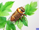 哪种植物可以养殖金蝉