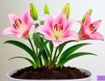 百合花发芽后怎么养护