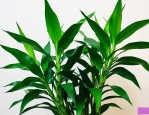 富贵竹绿植的养殖方法