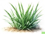 麦冬草能过冬吗