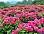 2025年贵州百里杜鹃花海