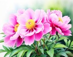 芍药什么季节种植最好