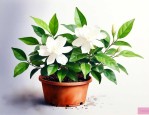 茉莉花怎么养不会枯萎